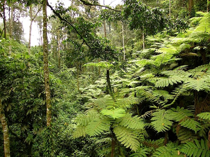 Nyungwe National Park/enclos*ure