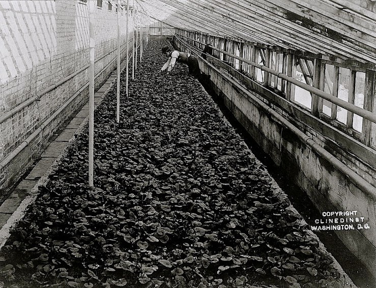 Violet house section of the White House conservatory, early 1900s, by Barnett McFee Clinedinst