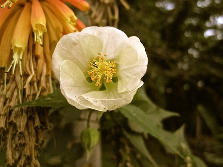 March Bloom Day in our Kigali garden - abutilon and red hot pokers