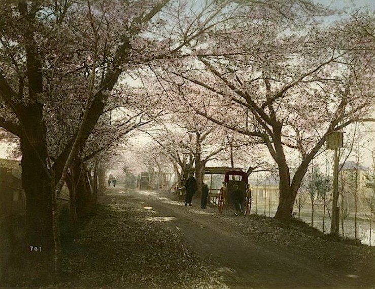 Cherry flower street, Tokyo, 1880s or 90s, by Kimbei Kusakabe, via The New York Public Library Commons on flickr
