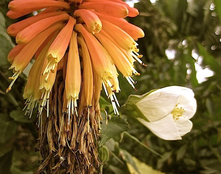 March Bloom Day in our Kigali garden - abutilon and red hot pokers