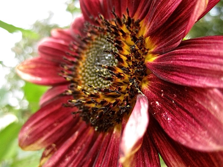 Wordless Wednesday/enclos*ure