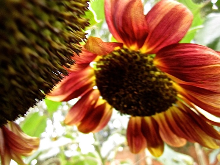 Wordless Wednesday/enclos*ure