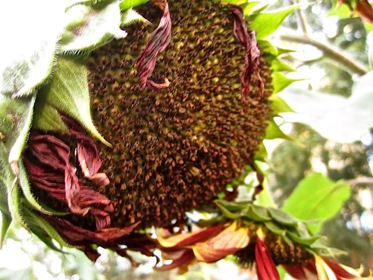 Wordless Wednesday/enclos*ure