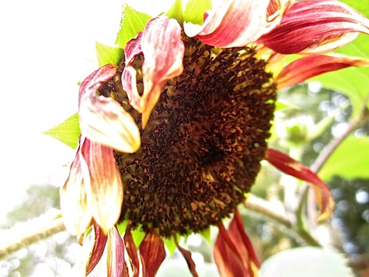 Wordless Wednesday/enclos*ure