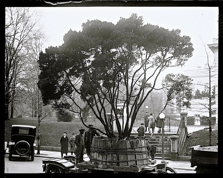 White House tree delivered, Mar. 1922, via Library of Congress