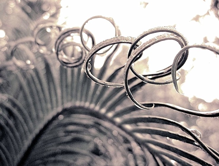 Our garden in Kigali/enclos*ure: the cycad's new leaves