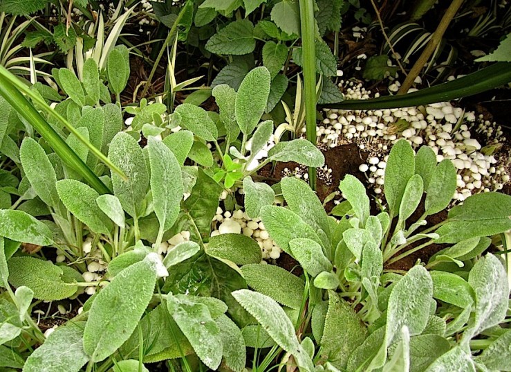 Tiny mushrooms in our garden/enclos*ure