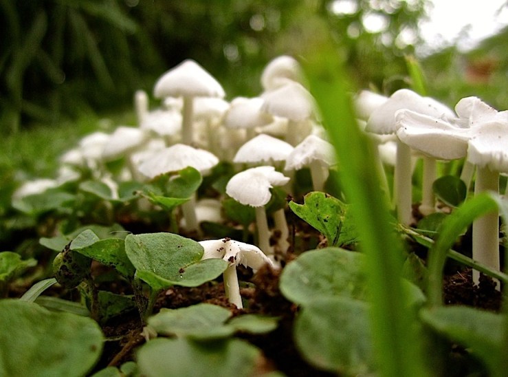 Tiny mushrooms in our garden/enclos*ure