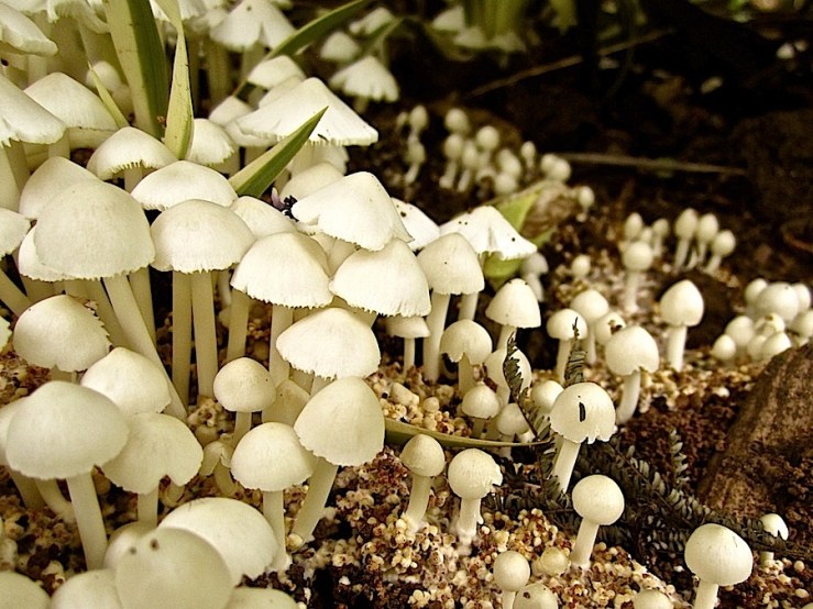 Tiny mushrooms in our garden/enclos*ure