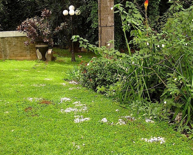 Tiny mushrooms in the grass/enclos*ure