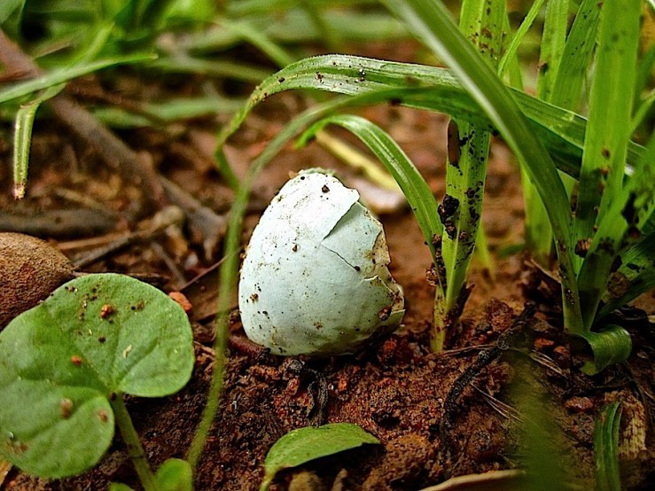 Our garden and the birds/enclos*ure