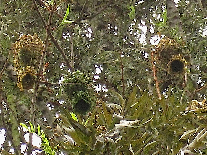 Our garden and the birds/enclos*ure