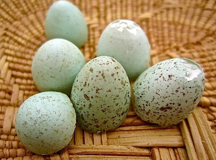 Our garden and the birds/enclos*ure