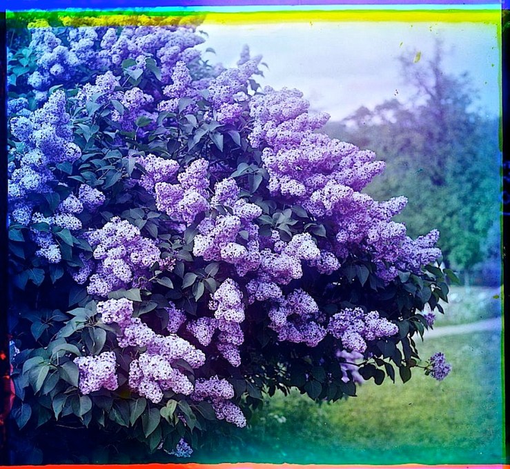 Lilacs, between 1905 and 1915, by  via Library of Congress