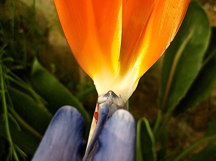 Wordless Wednesday:enclos*ure