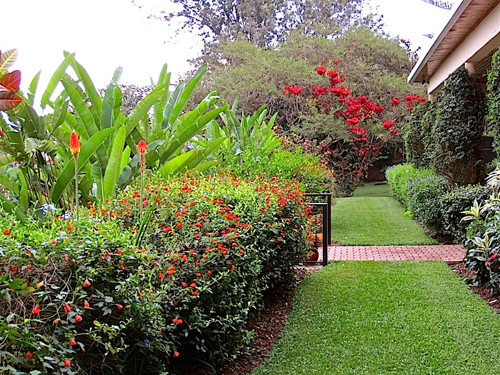 enclos*ure: our Kigali garden 2011 - upper lawn