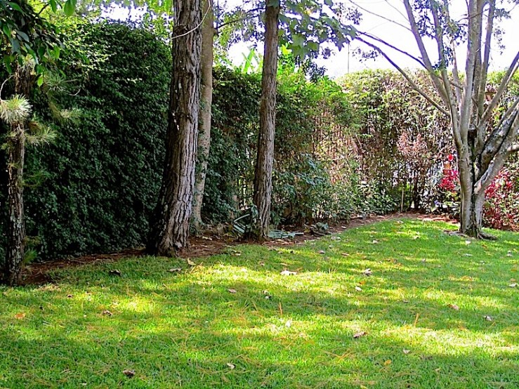 enclos*ure: our Kigali garden, Fall 2011 - lower lawn