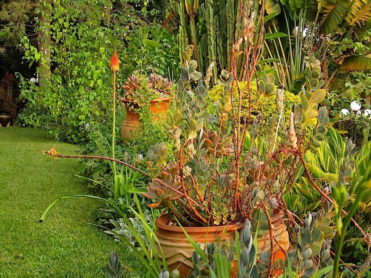 enclos*ure: our Kigali garden, June 2014 - upper lawn