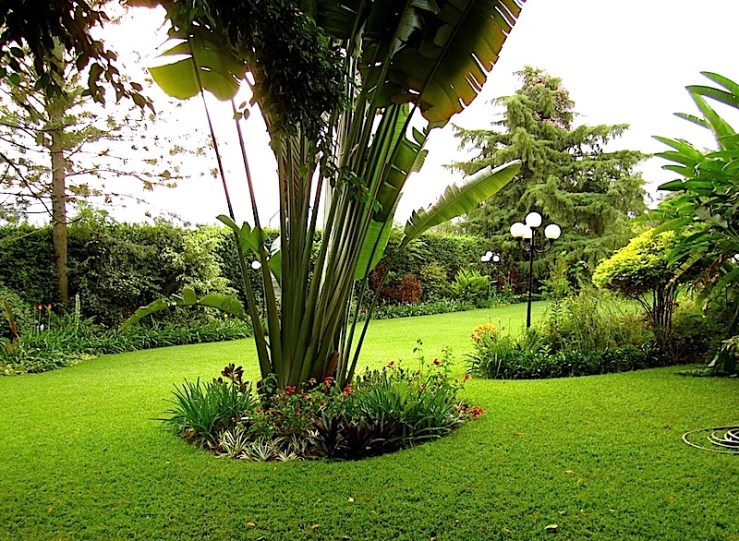 enclos*ure: our Kigali garden, Summer 2014 - lower lawn