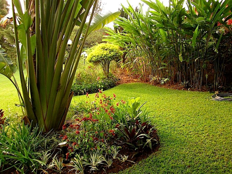 enclos*ure: our Kigali garden, Summer 2014 - lower lawn