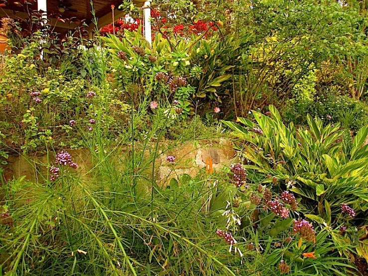 enclos*ure: our Kigali garden, Summer 2014 - lower lawn