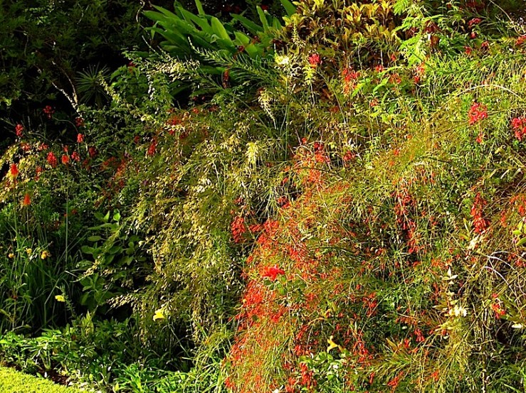 enclos*ure: our Kigali garden, April 2014 - lower lawn