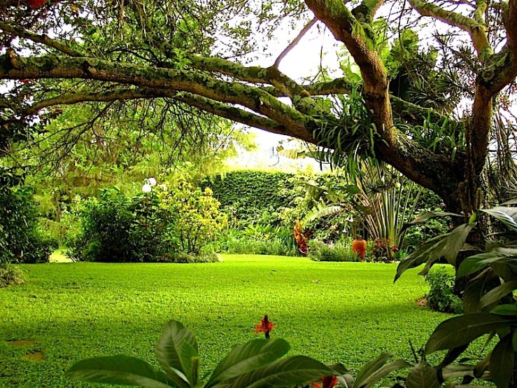 enclos*ure: our Kigali garden, April 2014 - lower lawn
