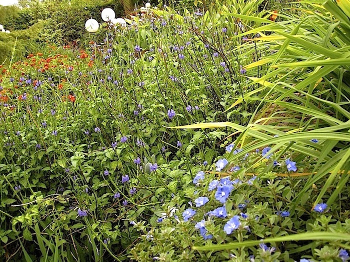 enclos*ure: our Kigali garden, June 2014 - upper lawn