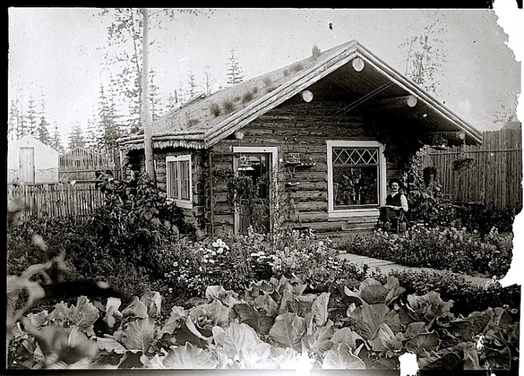 Alaska cabbage garden, via Library of Congress