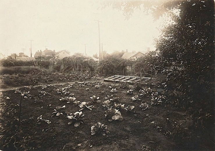 cabbage garden, Maxey Hse, Paris TX, flickr