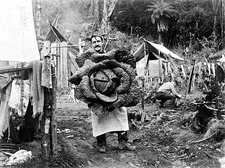 cabbage, Library New Zealand