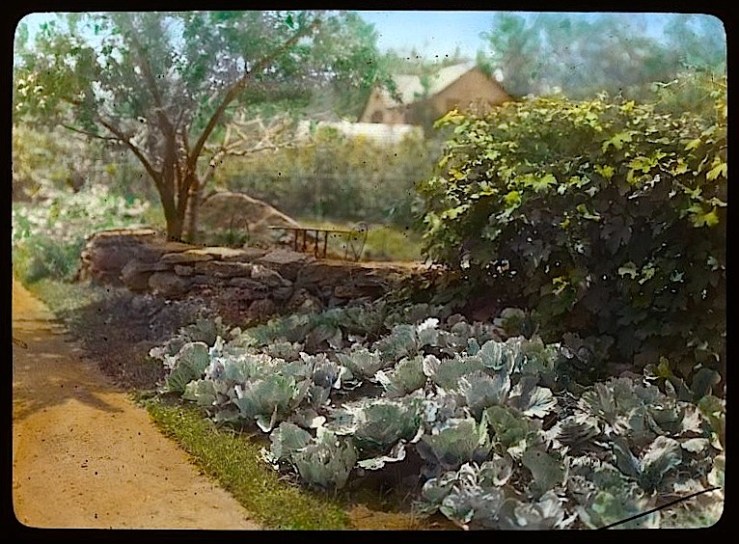 cabbage garden, FBJohnson collection, Library of Congress
