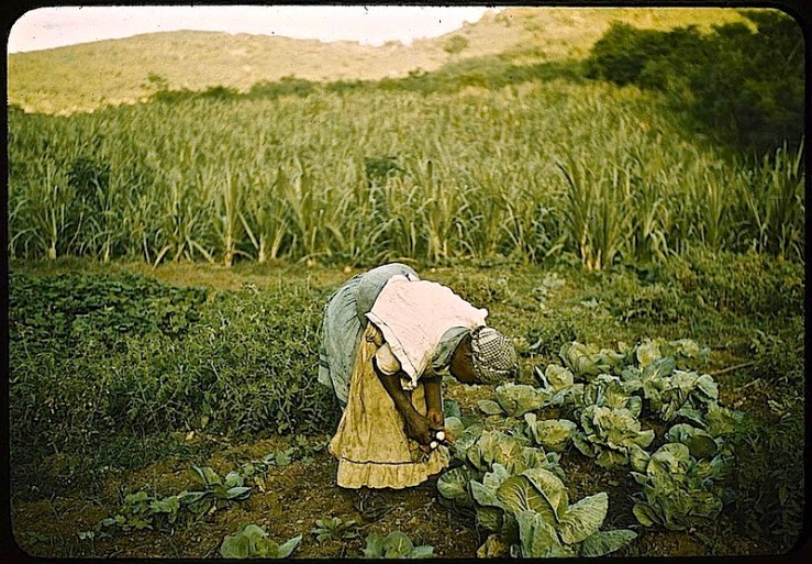 Puerto Rico cabbage garden, ca. 1941, J. Delano, Library of Congress