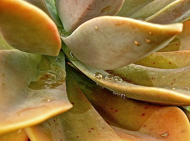 Our Rwanda garden after rain, August 2014