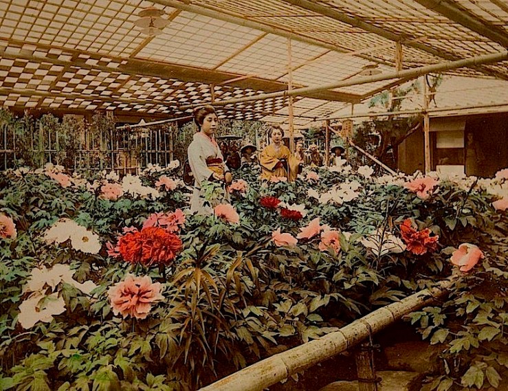Peony Garden, 1890s, via MOPA