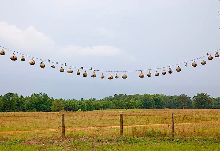 "Purple Martin gourd bird nests in rural Alabama," 2010, by Carol Highsmith via Library of Congress Prints and Photographs Division.