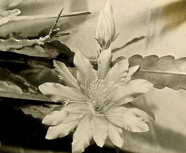 Red Cactus, Preus Museum on flickr