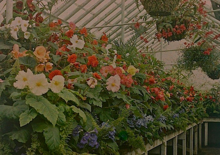 Begonia House, c. 1913, via Te Papa
