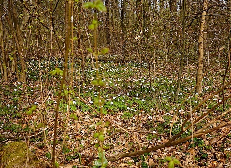 Stuttgart woods with wood anemones, by enclos*ure