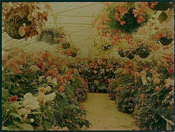 Flowers in a Greenhouse, early 20 c., Te Papa