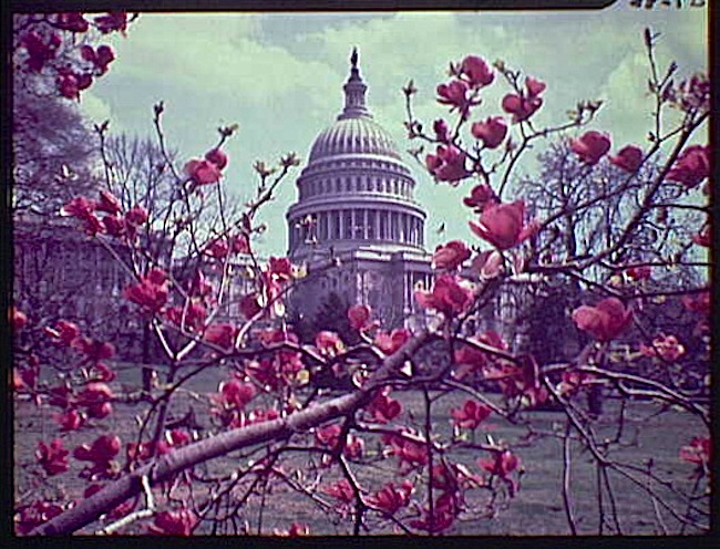Magnolias at the Capitol, Library of Congress