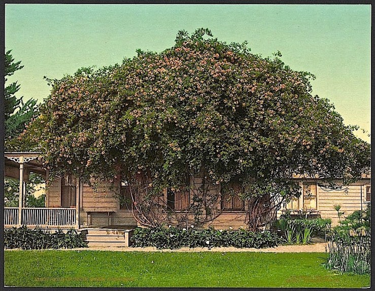 The Sunday porch:enclos*ure -- Pasadena, c. 1902, Library of Congress