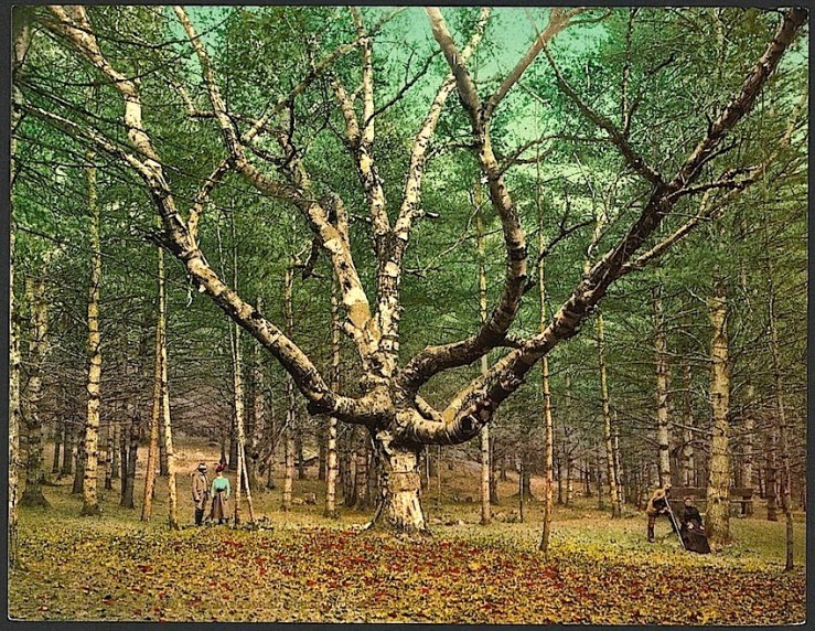 Wizard Tree, Library of Congress