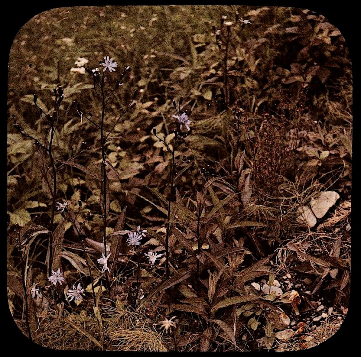 10 Groundcover Dreams, ca. 1912, via Nasjonalbiblioteket
