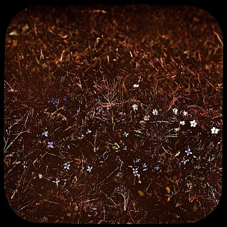 11 Groundcover Dreams, ca. 1912, via Nasjonalbiblioteket