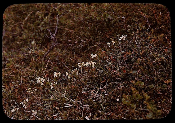 12 Groundcover Dreams, ca. 1912, via Nasjonalbiblioteket