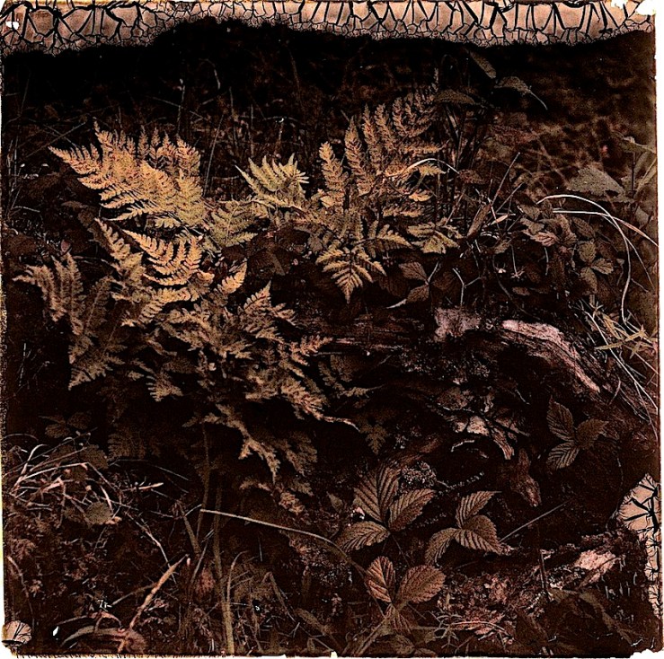 2 Groundcover Dreams, ca. 1912, via Nasjonalbiblioteket