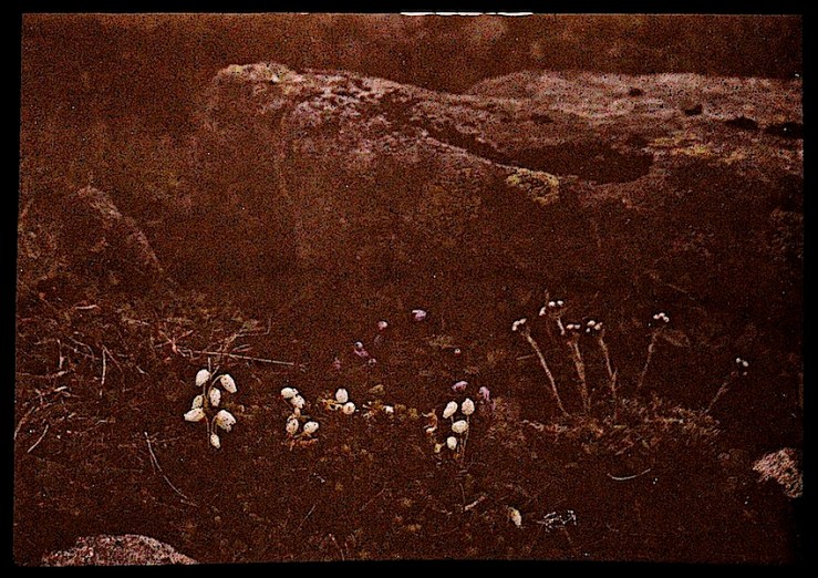 3 Groundcover Dreams, ca. 1912, via Nasjonalbiblioteket