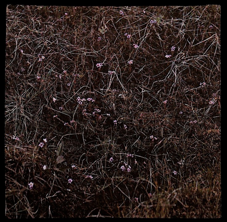 5 Groundcover Dreams, ca. 1912, via Nasjonalbiblioteket